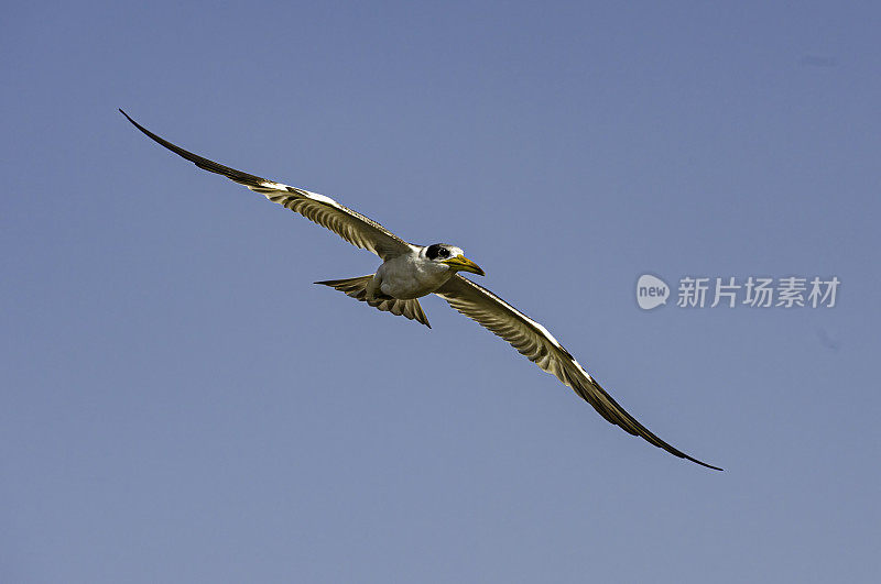 大嘴燕鸥(Phaetusa simplex)是燕鸥科的一种。发现于巴西潘塔纳尔地区。